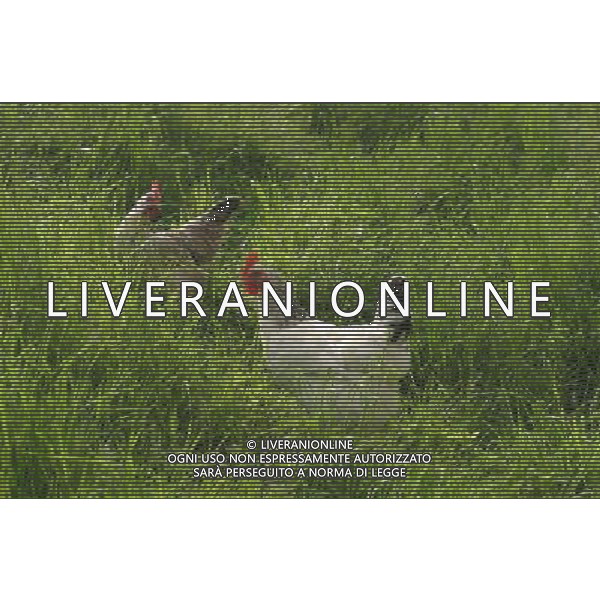 ARCHIVIO ANIMALI SITO AMERICANO NELLA FOTO LA GALLINA AGENZIA ALDO LIVERANI