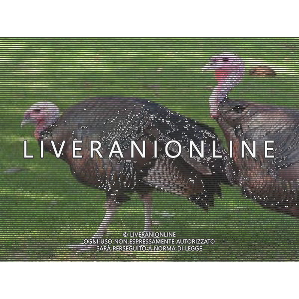ARCHIVIO ANIMALI ALDO LIVERANI S A S NELLA FOTO IL TACCHINO AGENZIA ALDO LIVERANI