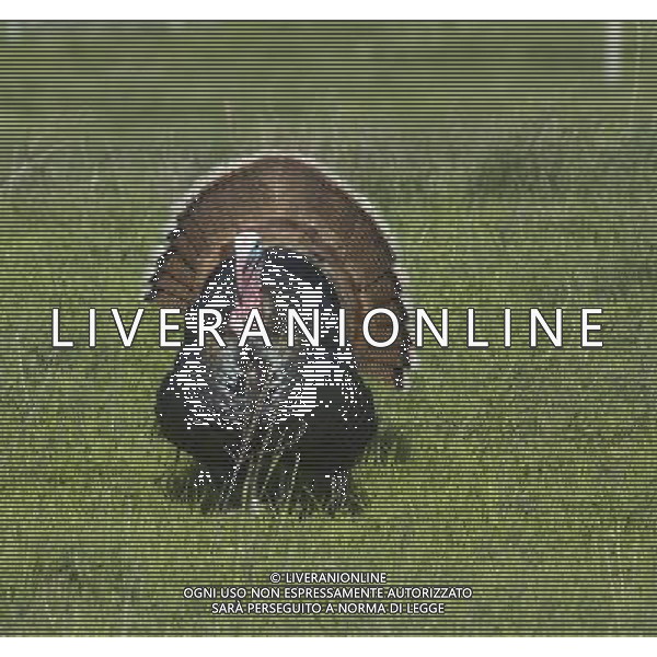 ARCHIVIO ANIMALI ALDO LIVERANI S A S NELLA FOTO IL TACCHINO AGENZIA ALDO LIVERANI