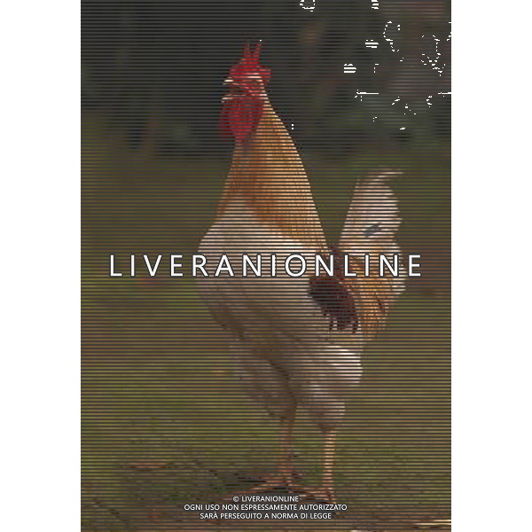 ARCHIVIO DIGITALE ALDO LIVERANI NELLA FOTO IL GALLO AGENZIA ALDO LIVERANI