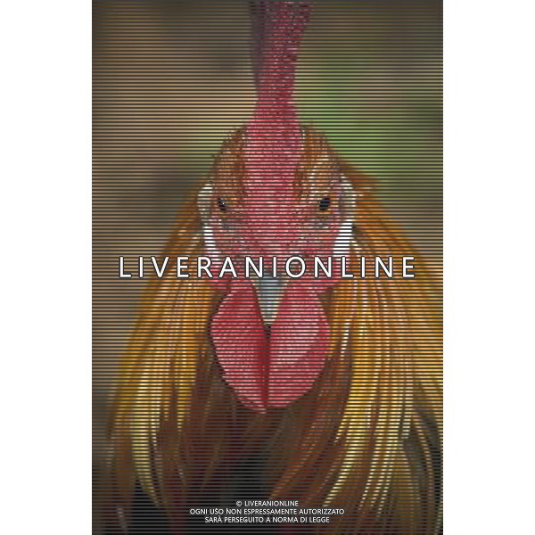 ARCHIVIO DIGITALE ALDO LIVERANI NELLA FOTO IL GALLO AGENZIA ALDO LIVERANI