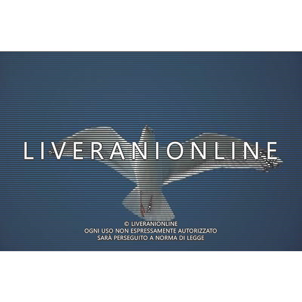 ARCHIVIO DIGITALE ALDO LIVERANI NELLA FOTO IL GABBIANO AGENZIA ALDO LIVERANI