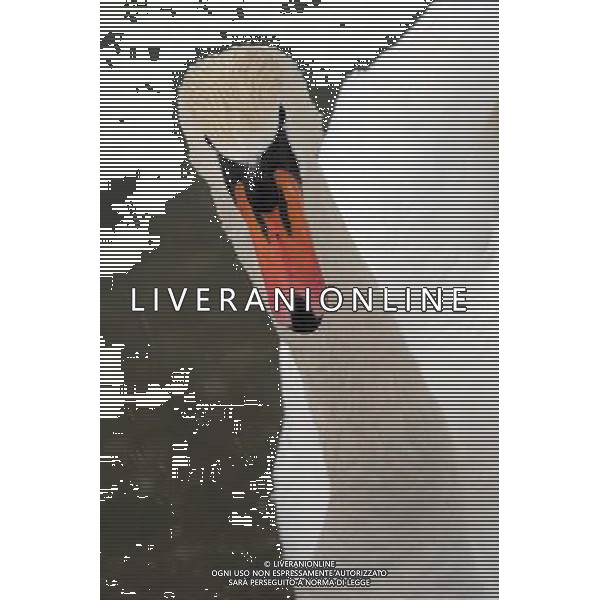 ARCHIVIO ANIMALI ALDO LIVERANI S A S NELLA FOTO IL CIGNO BIANCO AGENZIA ALDO LIVERANI