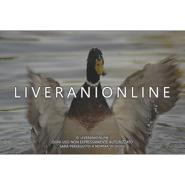 ARCHIVIO ANIMALI SITO AMERICANO NELLA FOTO GERMANO REALE AGENZIA ALDO LIVERANI