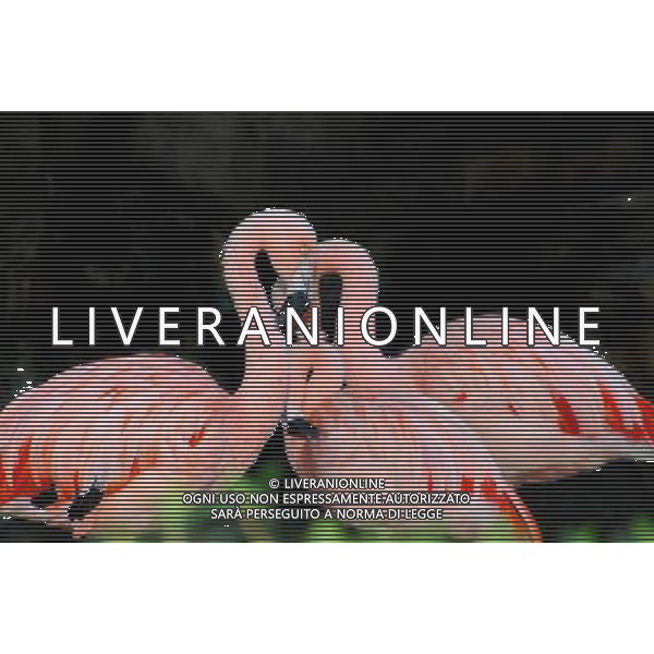 ARCHIVIO DIGITALE ALDO LIVERANI NELLA FOTO FENICOTTERI ROSA AGENZIA ALDO LIVERANI