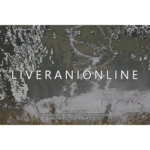 TVRCOR Cascata Del Toce Val Formazza nella foto vedute Cascata del Toce (La Frua) 18-08-2025 Formazza (VB) ©TVRCOR Corradin Roberta - AGENZIA ALDO LIVERANI SAS