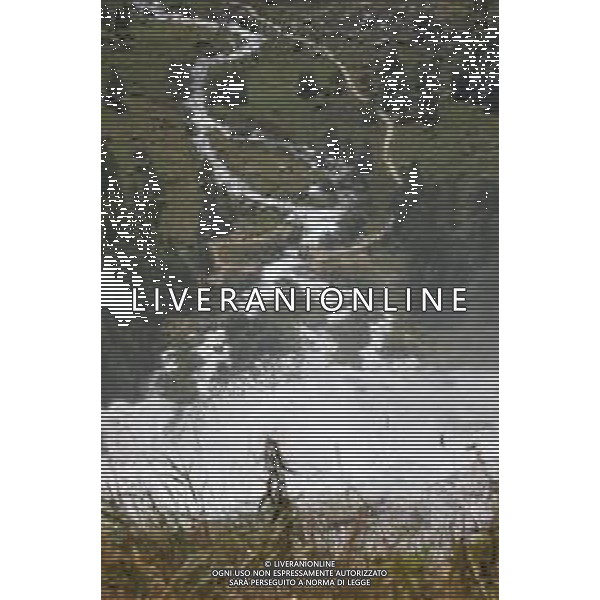 TVRCOR Cascata Del Toce Val Formazza nella foto vedute Cascata del Toce (La Frua) 18-08-2025 Formazza (VB) ©TVRCOR Corradin Roberta - AGENZIA ALDO LIVERANI SAS