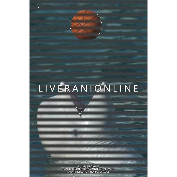 NELLA FOTO IL DELFINO AGENZIA ALDO LIVERANI IFC
