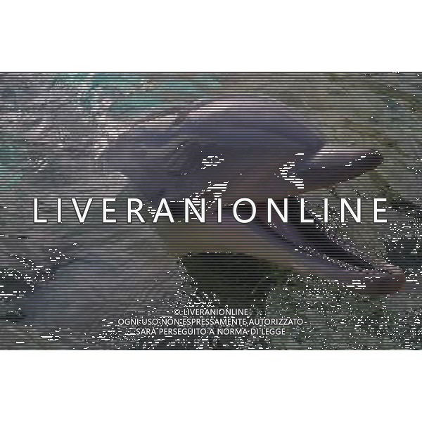 NELLA FOTO IL DELFINO AGENZIA ALDO LIVERANI IFC