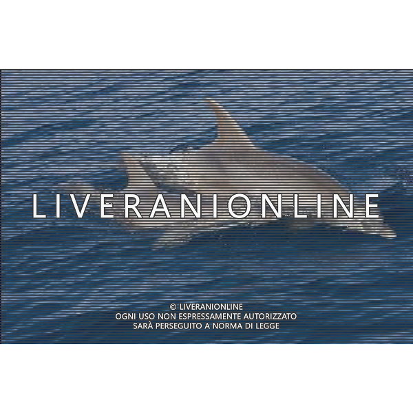 NELLA FOTO IL DELFINO AGENZIA ALDO LIVERANI IFC
