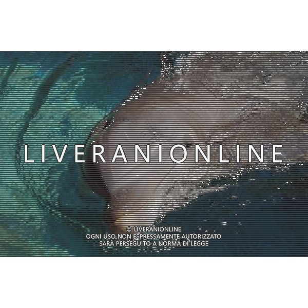 NELLA FOTO IL DELFINO AGENZIA ALDO LIVERANI IFC