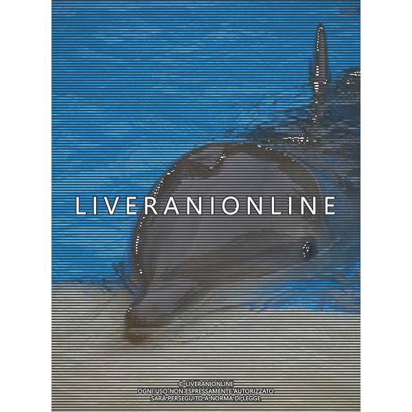 NELLA FOTO IL DELFINO AGENZIA ALDO LIVERANI IFC