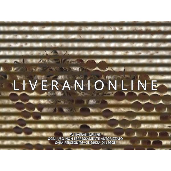 ARCHIVIO DIGITALE ALDO LIVERANI NELLA FOTO LE API AGENZIA ALDO LIVERANI