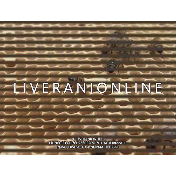 ARCHIVIO DIGITALE ALDO LIVERANI NELLA FOTO LE API AGENZIA ALDO LIVERANI