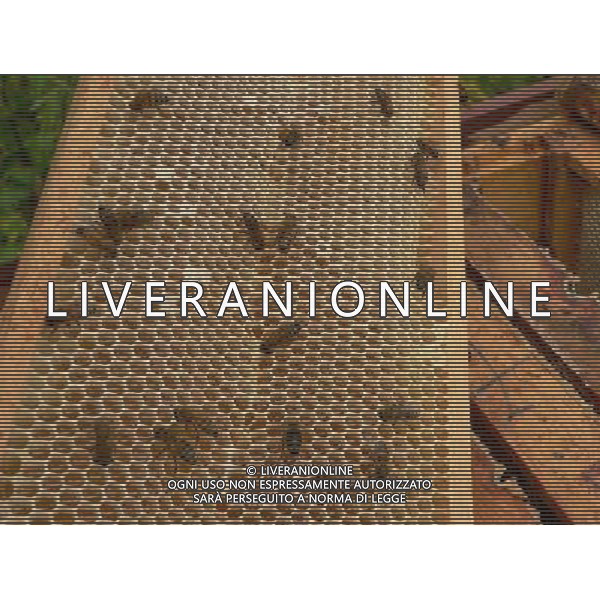 ARCHIVIO DIGITALE ALDO LIVERANI NELLA FOTO LE API AGENZIA ALDO LIVERANI