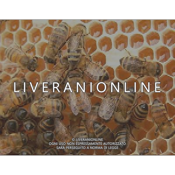 ARCHIVIO DIGITALE ALDO LIVERANI NELLA FOTO LE API AGENZIA ALDO LIVERANI