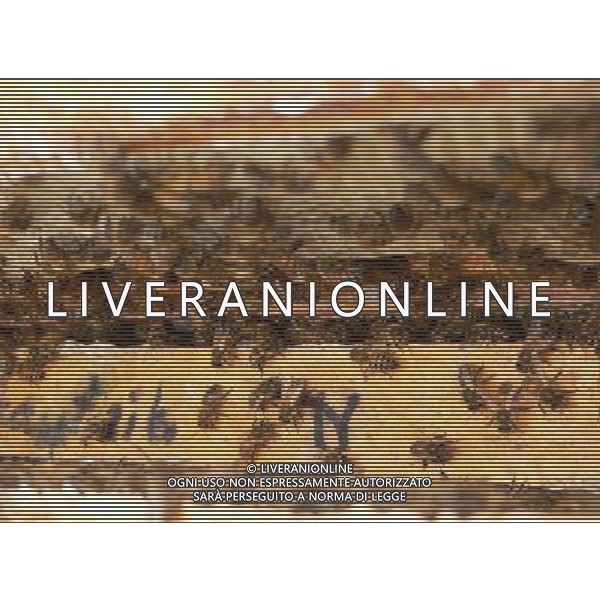 ARCHIVIO DIGITALE ALDO LIVERANI NELLA FOTO LE API AGENZIA ALDO LIVERANI