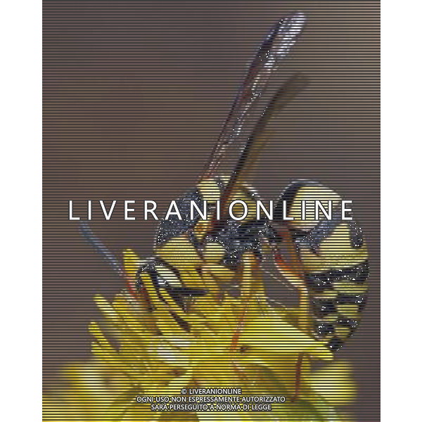 ARCHIVIO ANIMALI ALDO LIVERANI INSETTI NELLA FOTO LA VESPA AGENZIA ALDO LIVERANI