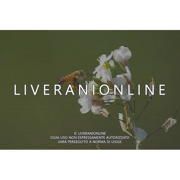 ARCHIVIO DIGITALE ALDO LIVERANI NELLA FOTO L\'APE AGENZIA ALDO LIVERANI