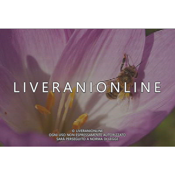 ARCHIVIO DIGITALE ALDO LIVERANI NELLA FOTO L\'APE AGENZIA ALDO LIVERANI