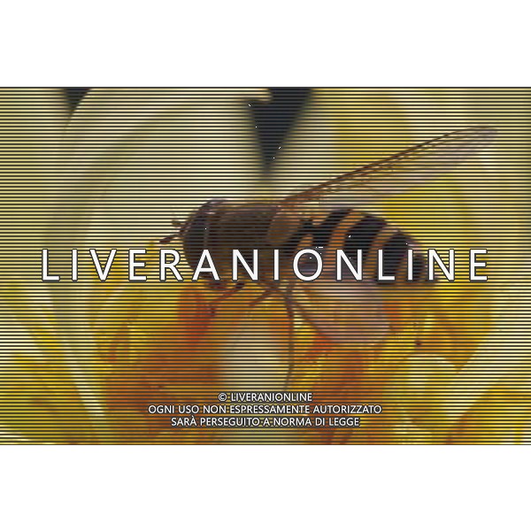 ARCHIVIO DIGITALE ALDO LIVERANI NELLA FOTO L\'APE AGENZIA ALDO LIVERANI