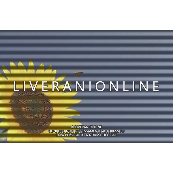 ARCHIVIO DIGITALE ALDO LIVERANI NELLA FOTO L APE AGENZIA ALDO LIVERANI