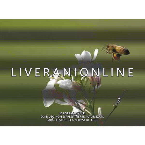 ARCHIVIO DIGITALE ALDO LIVERANI NELLA FOTO L\'APE AGENZIA ALDO LIVERANI