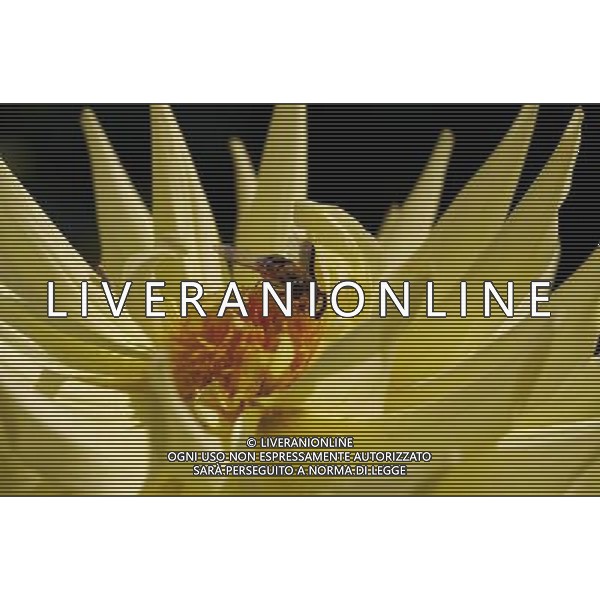 ARCHIVIO DIGITALE ALDO LIVERANI NELLA FOTO L \'APE AGENZIA ALDO LIVERANI