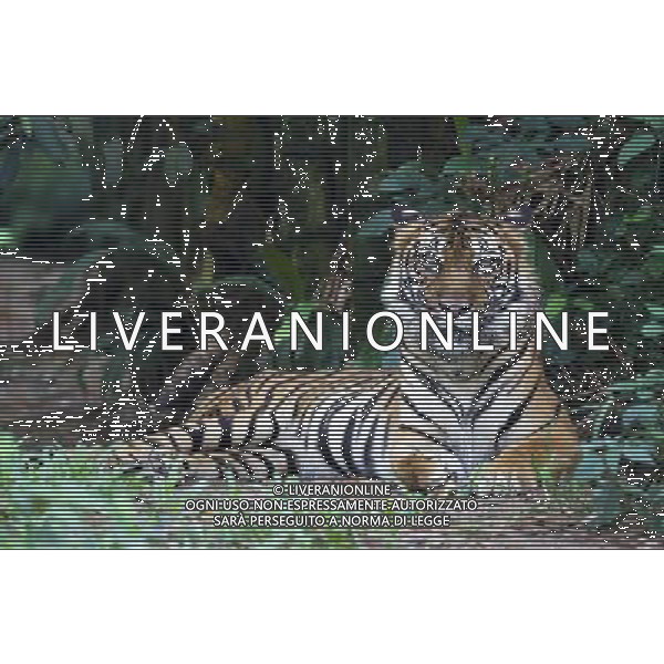 NELLA FOTO LA TIGRE AGENZIA ALDO LIVERANI IFC