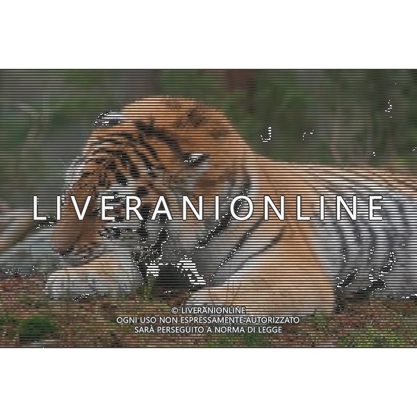 NELLA FOTO LA TIGRE AGENZIA ALDO LIVERANI IFC