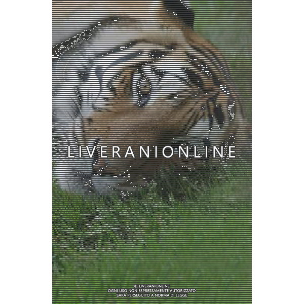 NELLA FOTO LA TIGRE AGENZIA ALDO LIVERANI IFC
