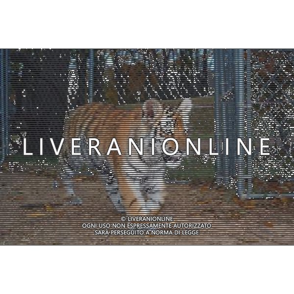 NELLA FOTO LA TIGRE AGENZIA ALDO LIVERANI IFC