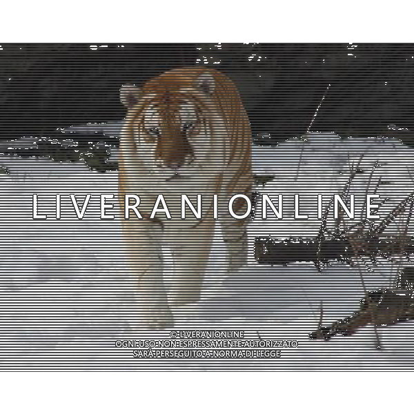 NELLA FOTO LA TIGRE SIBERIANA AGENZIA ALDO LIVERANI IFC