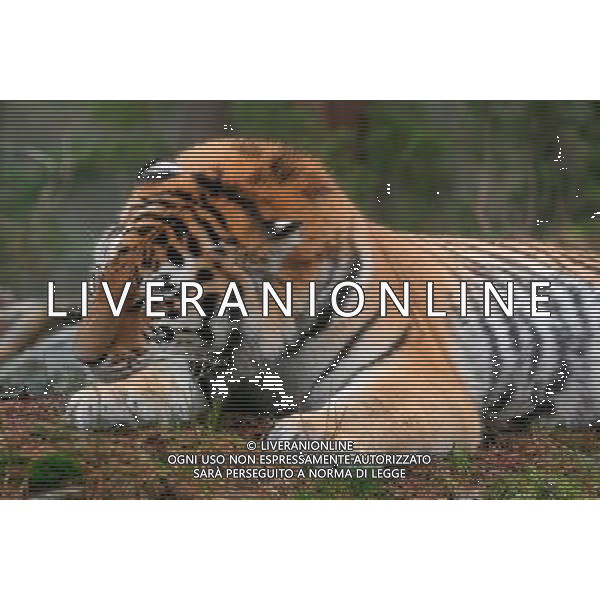 NELLA FOTO LA TIGRE AGENZIA ALDO LIVERANI IFC