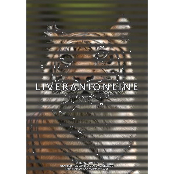 NELLA FOTO LA TIGRE AGENZIA ALDO LIVERANI IFC