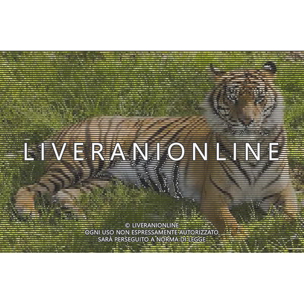 NELLA FOTO LA TIGRE AGENZIA ALDO LIVERANI IFC