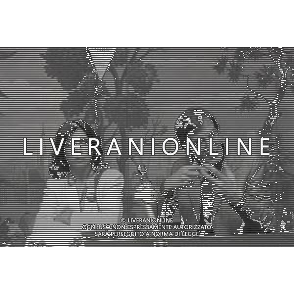 NEG-RETROSPETTIVA CARLO LIZZANI REGISTA NELLA FOTO CARLO LIZZANI REGISTA A MILANO IN TERRAZZA MARTINI PRESENTA IL FILM “ FONTAMARA“ NELL\'ANNO 1980 CON IDA DI BENEDETTO AG ALDO LIVERANI SAS  