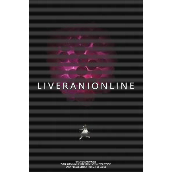 Palermo, Italy, 1 November 2025. Renzo Barbera Stadium, Palermo vs Pescara, match valid for the 2025/2026 Serie B championship. In the photo: Palermo celebration dancer in the air ©Federico Serra - AGENZIA ALDO LIVERANI SAS