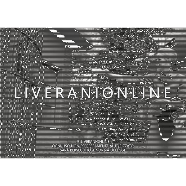 NEG-RETROSPETTIVA ELLEN E ALICE KESSLER BALLERINE NELLA FOTO ELLEN KESSLER E ALICE KESSLER NELL\'ANNO 1969 A ROMA AG ALDO LIVERANI SAS   