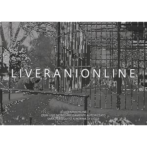 NEG-RETROSPETTIVA ELLEN E ALICE KESSLER BALLERINE NELLA FOTO ELLEN KESSLER E ALICE KESSLER NELL\'ANNO 1969 A ROMA AG ALDO LIVERANI SAS    