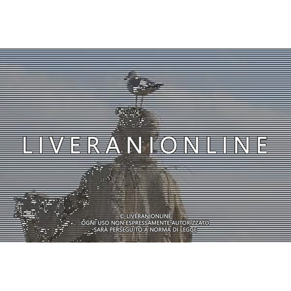 Citta\' del Vaticano 26 Novembre 2025 Udienza generale di Sua Santita\' Papa Leone XIV Nella Foto: gabbiani in piazza san pietro Foto Credit: Andrea Bracaglia