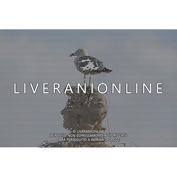 Citta\' del Vaticano 26 Novembre 2025 Udienza generale di Sua Santita\' Papa Leone XIV Nella Foto: gabbiani in piazza san pietro Foto Credit: Andrea Bracaglia