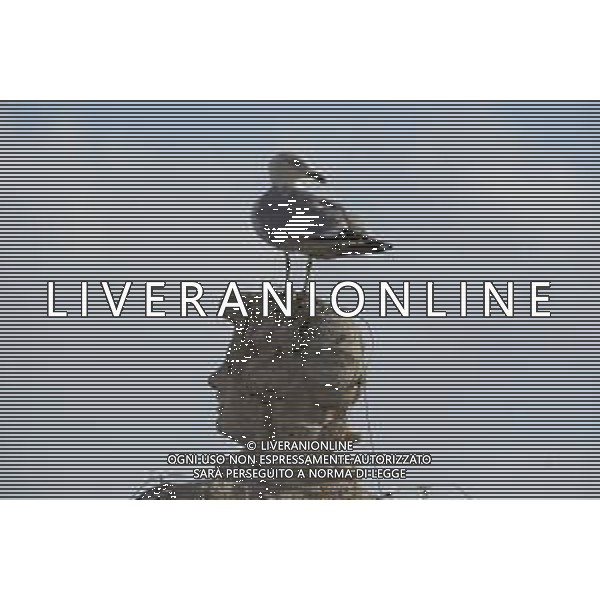 Citta\' del Vaticano 26 Novembre 2025 Udienza generale di Sua Santita\' Papa Leone XIV Nella Foto: gabbiani in piazza san pietro Foto Credit: Andrea Bracaglia