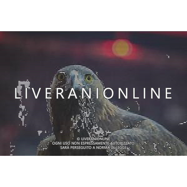 Attila, der Frankfurter Adler, Eintracht Frankfurt vs. VfL Wolfsburg, Fussball, Bundesliga, DFL, Saison 2025/2026, Hinrunde, 12. Spieltag, 30.11.2025 DFB regulations prohibit any use of photographs as image sequences and/or quasi-video / action press AG KARMAPRESS-AG ALDO LIVERANI SAS