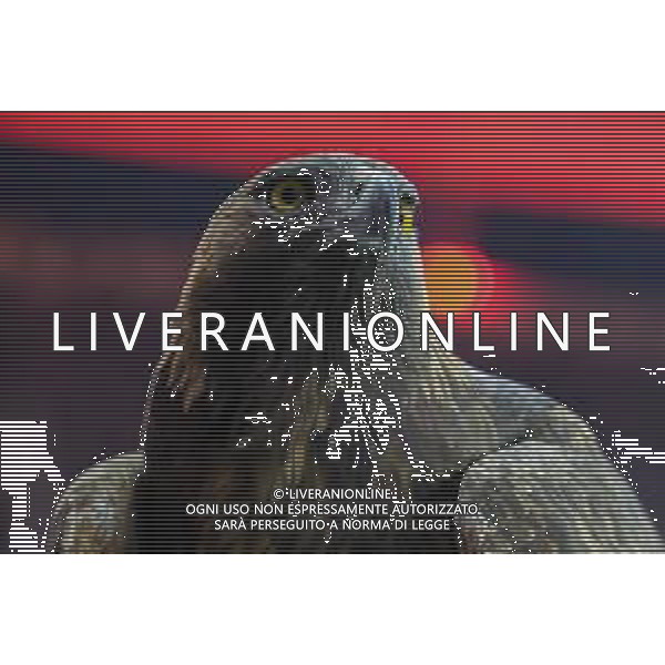 Attila, der Frankfurter Adler, Eintracht Frankfurt vs. VfL Wolfsburg, Fussball, Bundesliga, DFL, Saison 2025/2026, Hinrunde, 12. Spieltag, 30.11.2025 DFB regulations prohibit any use of photographs as image sequences and/or quasi-video / action press AG KARMAPRESS-AG ALDO LIVERANI SAS