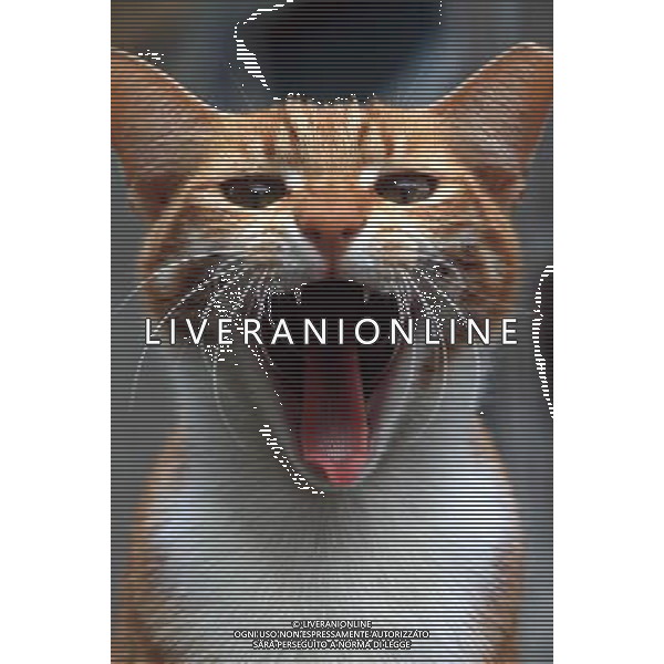 ARCHIVIO ALDO LIVERANI S A S NELLA FOTO IL GATTO AGENZIA ALDO LIVERANI