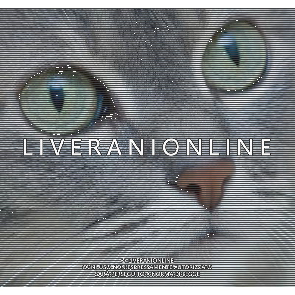 ARCHIVIO ALDO LIVERANI S A S NELLA FOTO IL GATTO AGENZIA ALDO LIVERANI