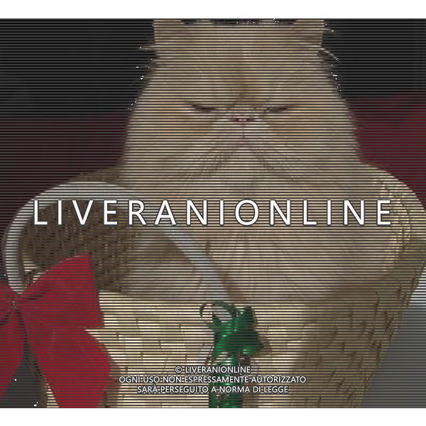 ARCHIVIO ALDO LIVERANI S A S NELLA FOTO IL GATTO AGENZIA ALDO LIVERANI