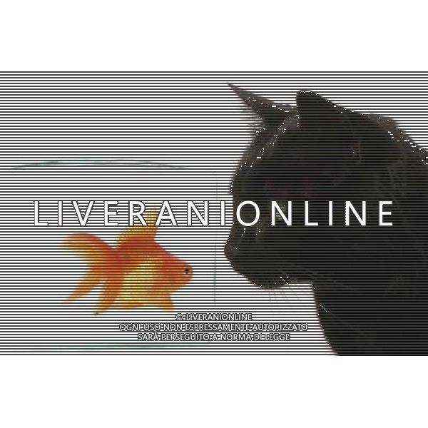 ARCHIVIO ALDO LIVERANI S A S NELLA FOTO IL GATTO AGENZIA ALDO LIVERANI