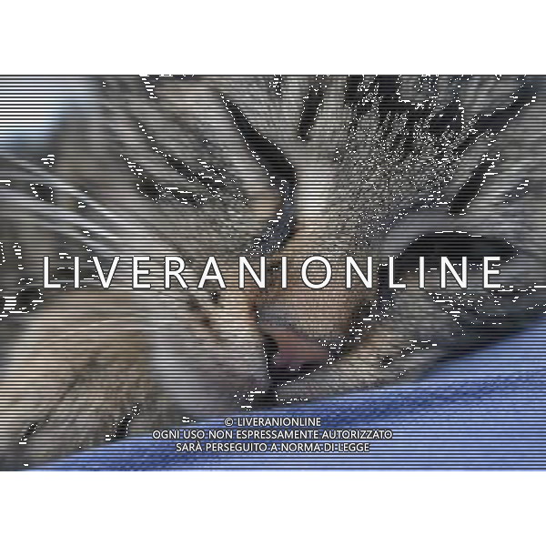 ARCHIVIO ALDO LIVERANI S A S NELLA FOTO IL GATTO AGENZIA ALDO LIVERANI